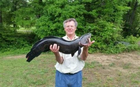 Wild Chesapeake Va Man Sets New Snakehead World Record Chesapeake