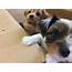 YorkiePoo Puppies For Sale  Erie PA 225311 Petzlover