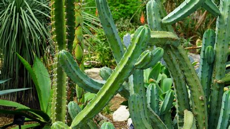 Fotos Gratis Naturaleza Espinoso Cactus Agudo Desierto Flor