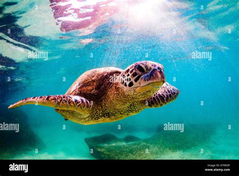 Hawaiian Green Sea Turtle Swimming Underwater Stock Photo Alamy