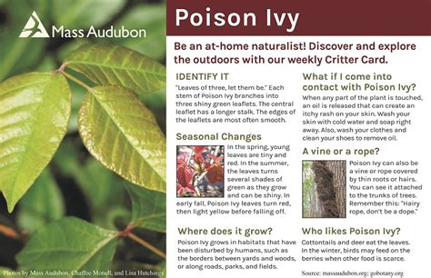 “stalking” Into Our Critter Cards Poison Ivy The Flats Updates From