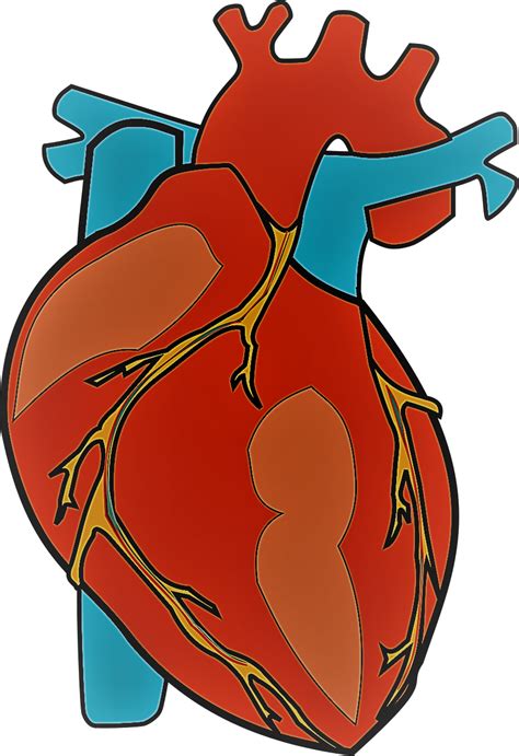 Photo Courtesy Of Pixabay Human Heart Clipart Png Transparent Png