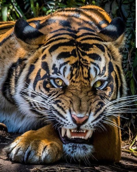 Vicious Tiger Angry Big Cat Cats Orange Pattern Rage Stripes