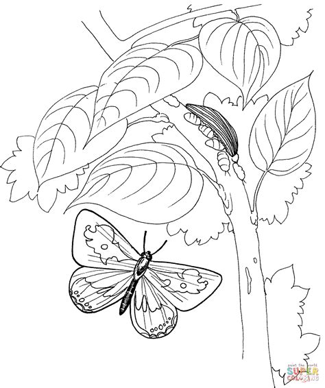 You can print or color them online at getdrawings.com for absolutely free. Caterpillar and Butterfly 2 coloring page | Free Printable ...
