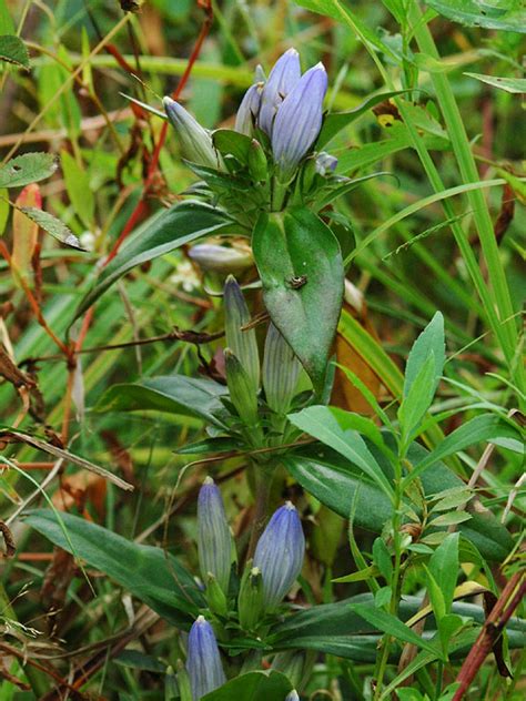 Gentiana Andrewsii Closed Bottle Gentian Discover Life