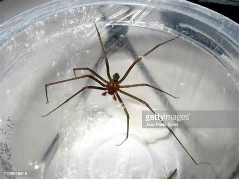 Brown Recluse Spiders Photos Et Images De Collection Getty Images
