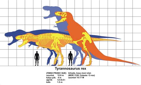 Dinosaur Size Charts