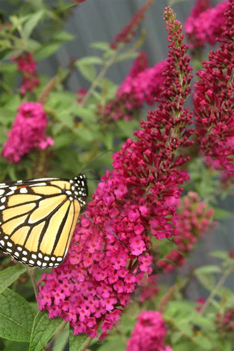 Buy Miss Molly Red Butterfly Bush Free Shipping Wilson Bros Gardens