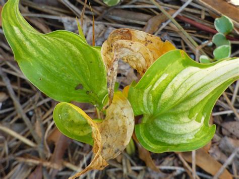 Hosta Leaves Turn Yellow What To Do For Yellowing Leaves