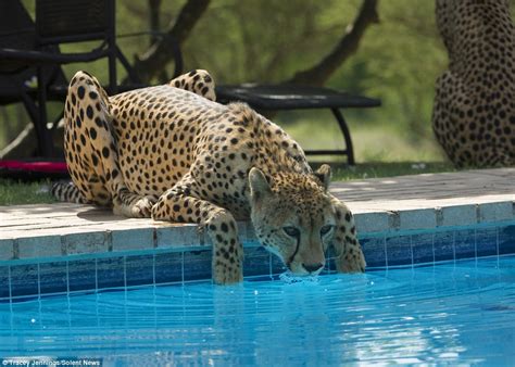 South African Cheetahs Laps Up Water From A Swimming Pool Daily Mail