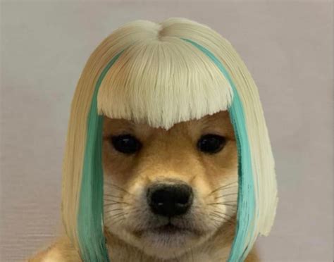 Elite Ela Dogwifhatgang Dog Icon Cute Profile Pictures Cat Aesthetic