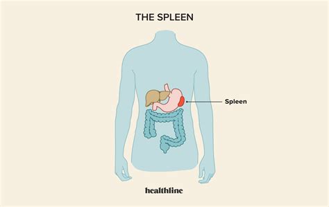 The Spleen What Does It Do Location Pain And More