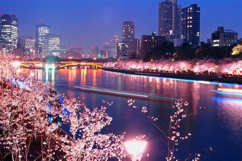 Top 5 Cherry Blossom Night Viewing Spots Cherry Blossom