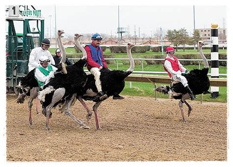 Gambar unta, gambar burung unta kartun, gambar burung unta dan telurnya, gambar telur burung unta, cara menggambar burung gambar burung unta gif gambar animasi bergerak 100 gratis. Gambar Burung Unta - Animasi Korea Meme Lucu Emo Bergerak