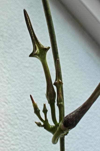 Photo Of The Closeup Of Buds Sepals And Receptacles Of Ceropegia