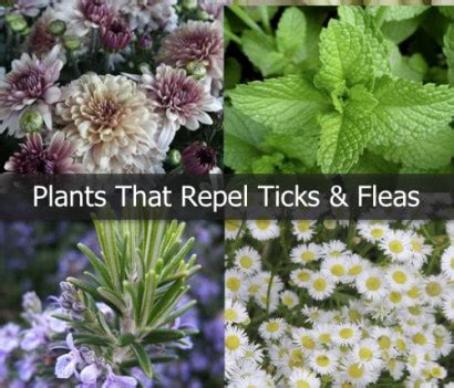 Plants-That-Repel-Ticks-And-Fleas - Homestead & Survival