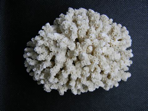 Sea Shell Specimen Coral Jurassic James