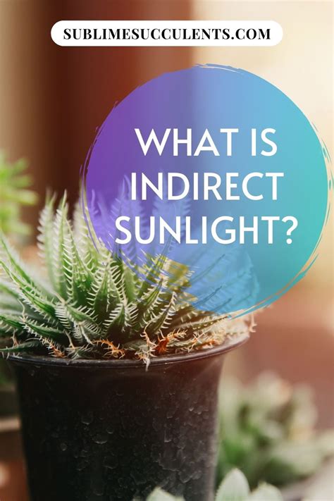 What Is Indirect Sunlight Low Light Plants Sunlight Succulent Species