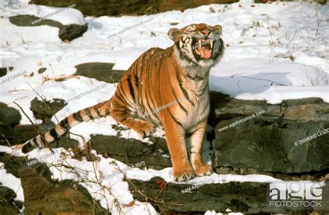 Siberian Tiger Baring Teeth Stock Photo Picture And Rights Managed