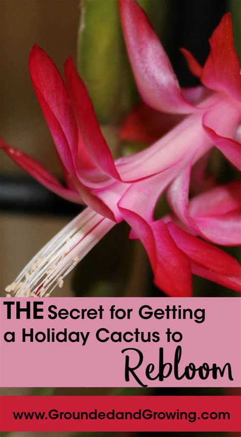 Light & temperature are the keys to making sure this happens. The Secret to Getting a Holiday Cactus to Rebloom