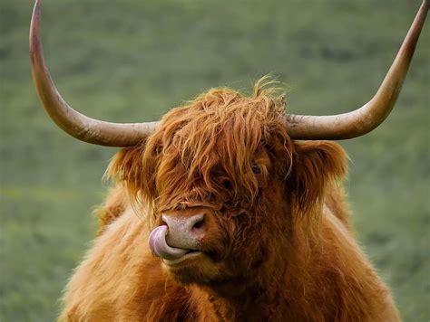 Animal Highland Beef Beef Scotland Cow Ox Meadow Landscape
