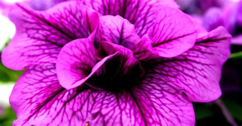 Most Beautiful Purple Flowers Wallpapers Gallery