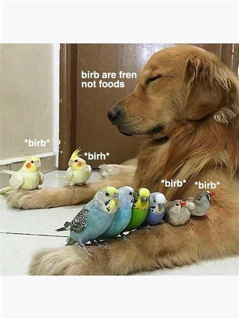 Bird Dog Meme Art