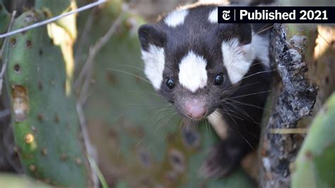 Meet The Spotted Skunks Theyve Been Keeping A Secret From Us The