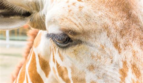 Giraffe Eye Stock Image Image Of Wild Pattern Nose 44311737