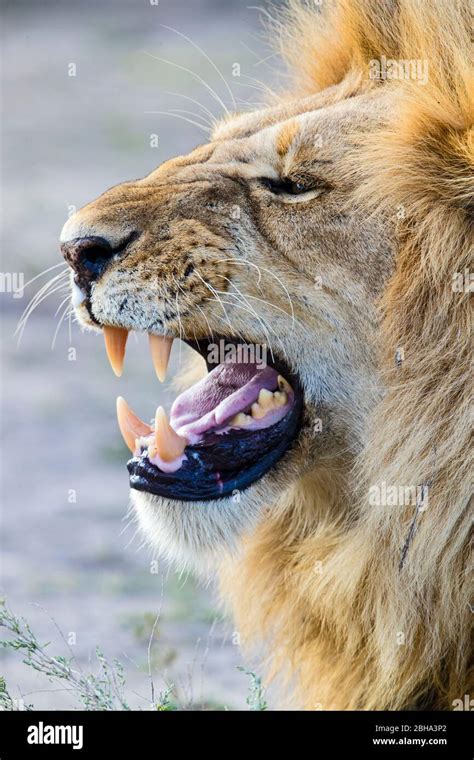 Close Up Of Lion Panthera Leo With Open Mouth Ngorongoro