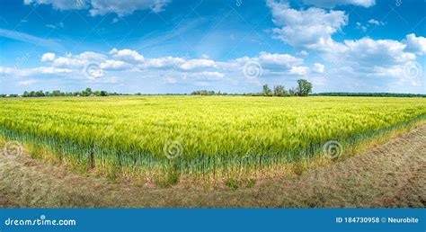 Panoramic View Of Beautiful Farm Landscape Of Green And Yellow Wheat