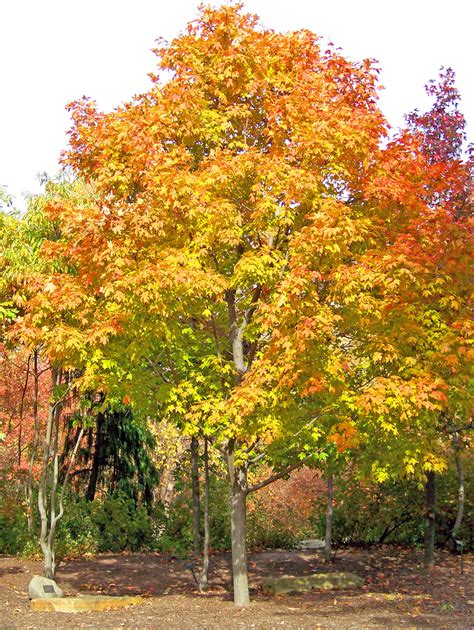 Maple Tree Free Stock Photo Public Domain Pictures