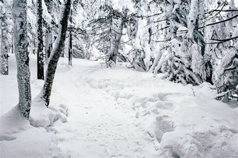 141 Narrow Snow Path Winter Pine Forest Stock Photos Free And Royalty