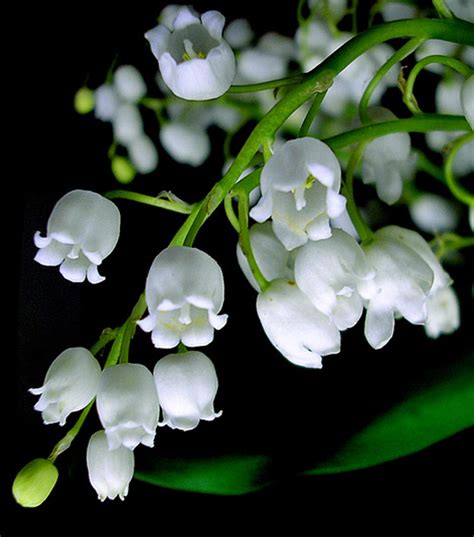 Hanakotoba (花言葉) is the japanese form of the language of flowers.in this practice, plants were given codes and passwords. GOLDEN DREAMLAND: Language of Flowers