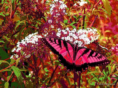 Hot Pink Butterfly By Franticflagwave Redbubble