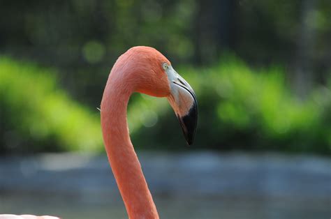 Flamingo Bird Head Free Stock Photo - Public Domain Pictures