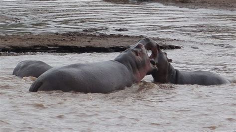 Did You Know That Hippos Are The Third Largest Living Land Mammals