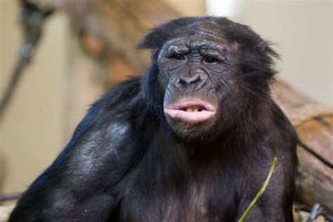Bonobo Vårt Fiskespisende Søskenbarn — Lei En Biolog