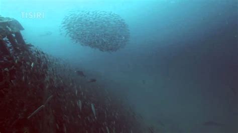 Schooling Bait Fish Ball Surrounded By Large Amberjack Youtube