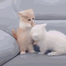 Kittens Cat GIF Kittens Cat Cute Discover Share GIFs