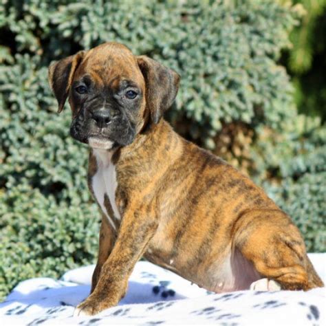 Canby Greenfield Puppies Boxer Puppies For Sale Boxer Dog Breed