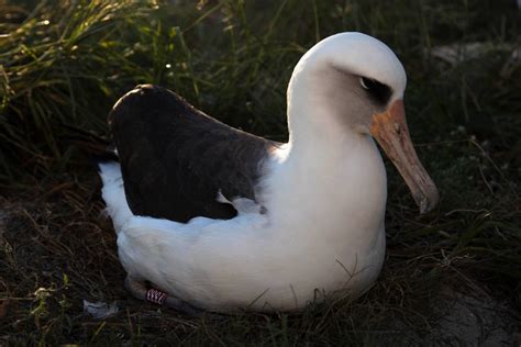 Worlds Oldest Known Banded Wild Bird Returns To Nest At Midway Atoll