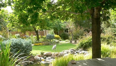 High country gardens carries that plant! Cottage Gardening In Reno | High Country Gardens