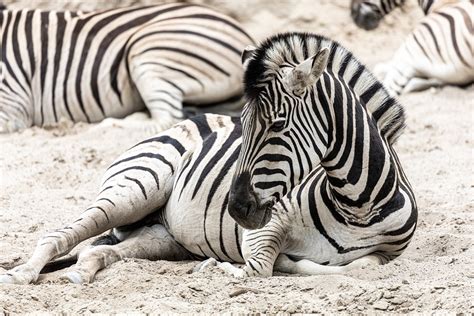 Zebra Zoo Africa Free Photo On Pixabay Pixabay