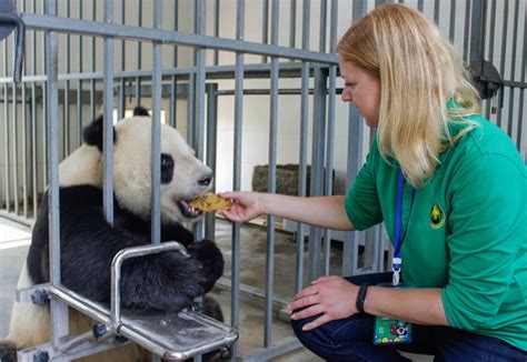 How To Volunteer With Pandas In China Katie Aune
