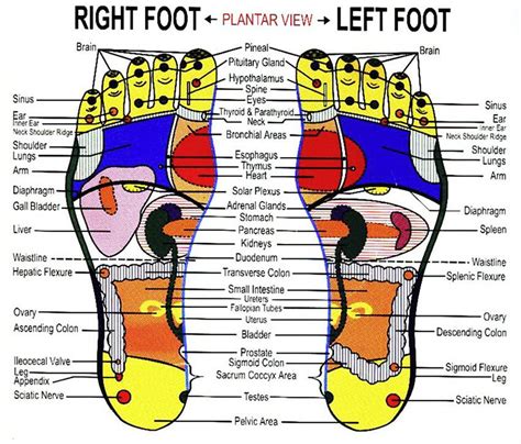 Foot Reflexology An Easy To Follow Step By Step Guide In5d