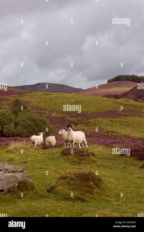 Sheep Heather In Flower Scotland Scottish Heather Moors Cairngorm