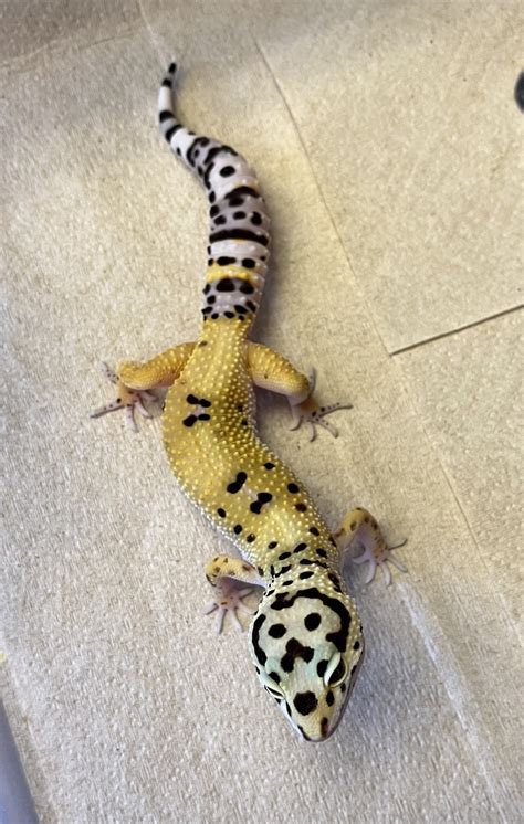 high yellow leopard gecko traits morphpedia