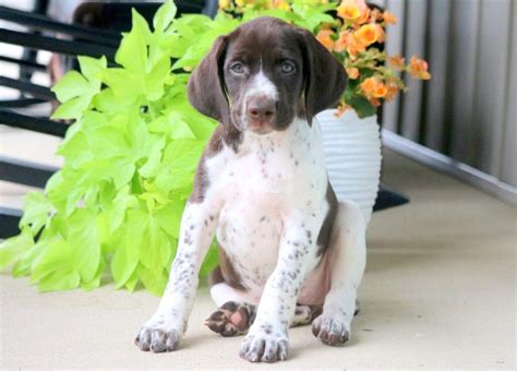 Baby German Shorthaired Pointer Puppy For Sale Keystone Puppies