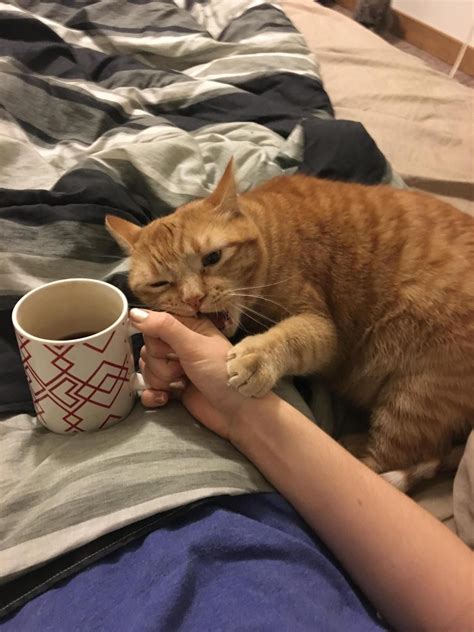 I Cant Have Coffee In Peace By Kamacalamari Cats Kitten Catsonweb Cute